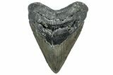 Serrated, Fossil Megalodon Tooth - North Carolina #319916-1